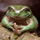 Mutantfrog