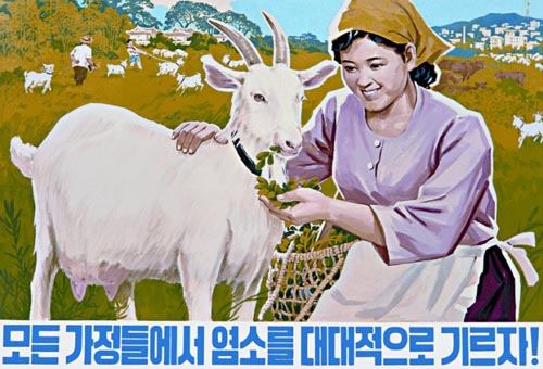 ess_north_korean_39 extensive goats